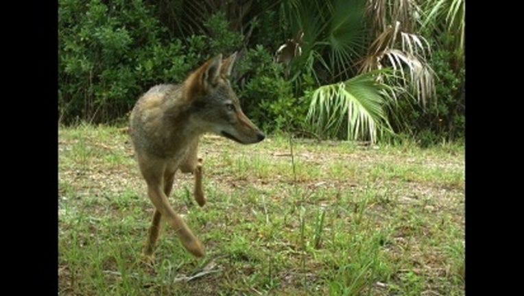 Coyote