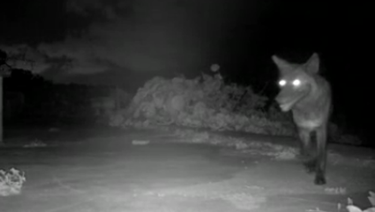b4c67797-coyotes_1525968069936.png
