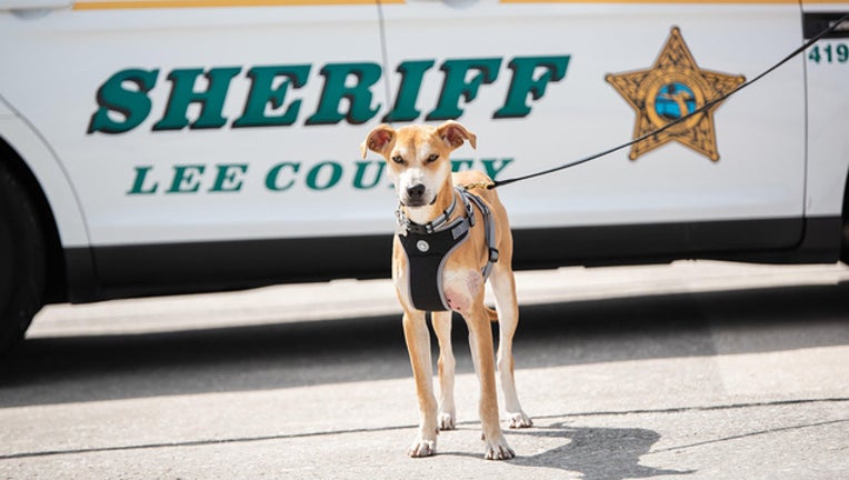 c5745f30-deputy chance lee county sheriff wtvt_1552489300875.jpg-401385.jpg