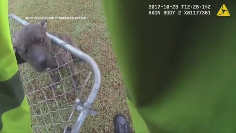 03e376ef-dog fnce_1509318227673-401385.jpg