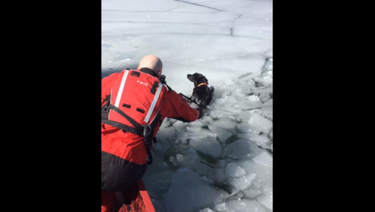 6fb3853e-dog rescue pic_1457385085887-404959.PNG