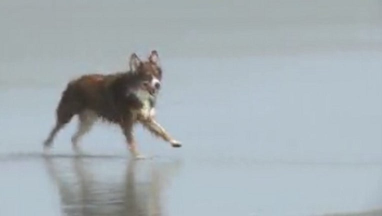 7907a420-dogs on cocoa beach_1531707307014.jpg.jpg