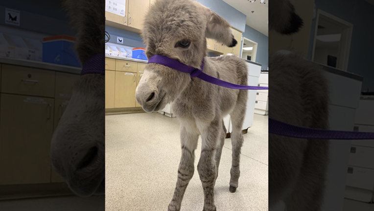 05bd2f42-donkey_1556892123885.png