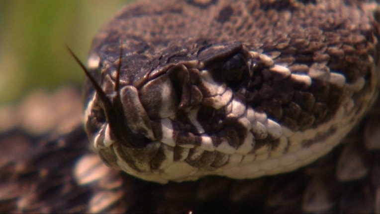 eastern-diamond-back-rattlesnake.jpg