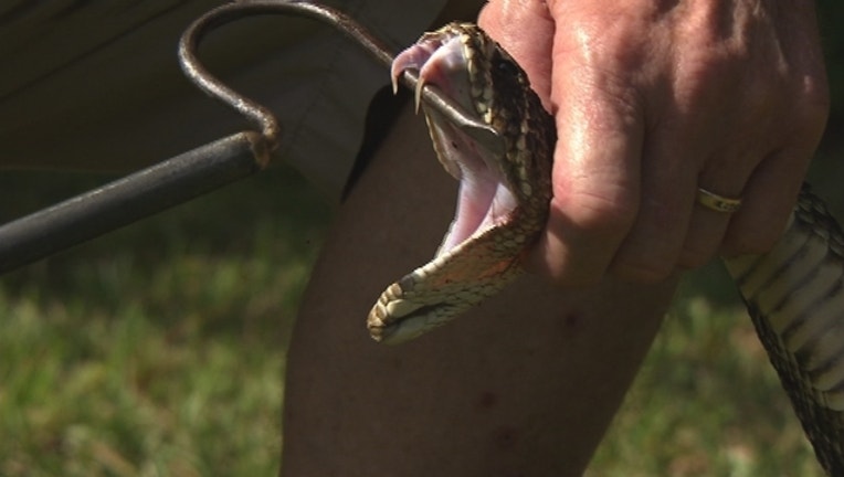 ff94bda5-eastern-diamondback-rattlesnake_1475195086585.jpg