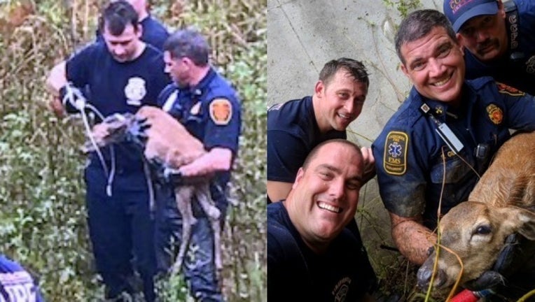 395788db-firefighters rescue deer_1537195632343.jpg-404959.jpg