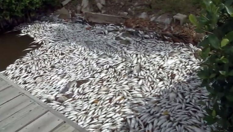f0cbf2ac-fish-kill-indian-river-lagoon_1458595363969.jpg