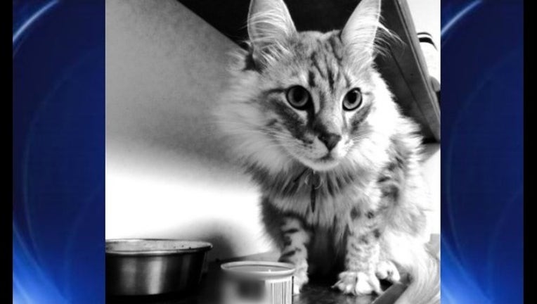 7fb7a04a-flapjack eating food_1483546697709-404959.jpg