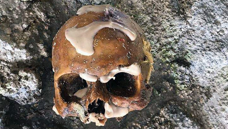 a783515d-florida-keys-skull_1502145729588.jpg