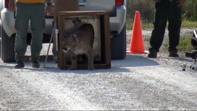 97210141-florida-panther_1451520573717.jpg