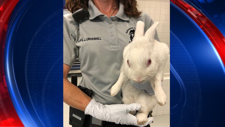 f64d7567-found rabbit_1522662282748.jpg-401385.jpg