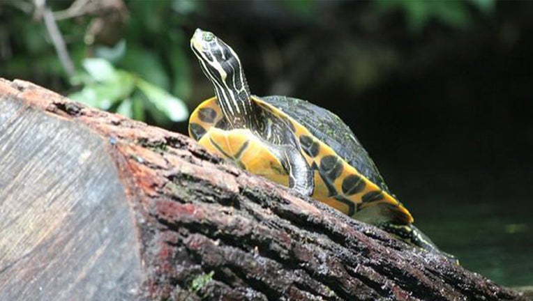 ab8360aa-freshwater turtle fwc_1527771064503.jpg-401385.jpg