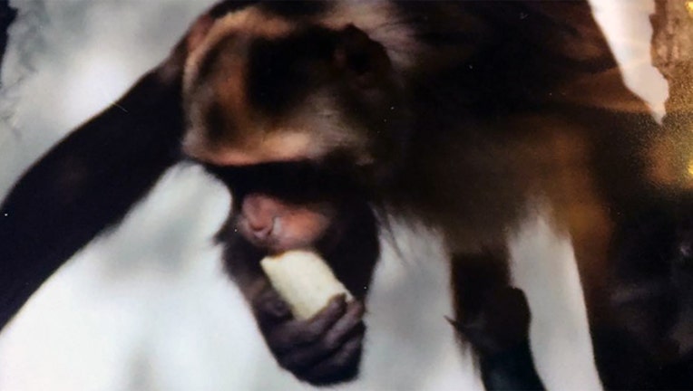 4ea100f3-fruitland-park-monkey_1494299949629.jpg