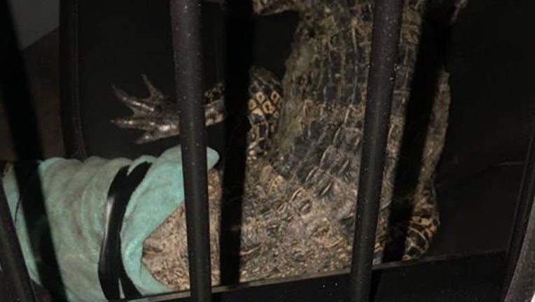 516d8c75-gator beth_gator in police car_040919_1554829882412.png.jpg
