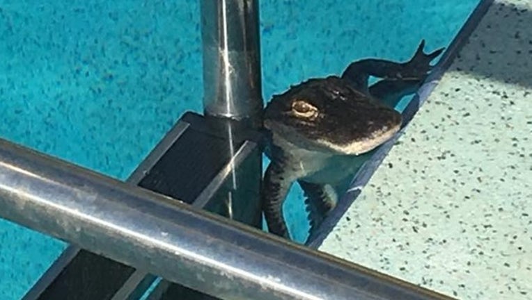 02f3556e-gator in pool_1531056804513.png.jpg