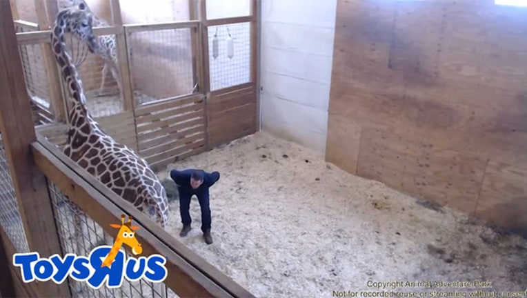 5dd11b82-giraffe check_1490710488315-401385.jpg