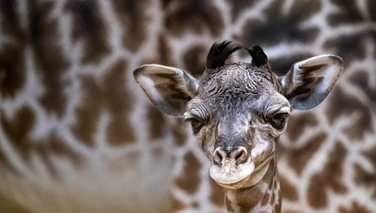 9834cded-giraffe for web_1556712268819.png.jpg