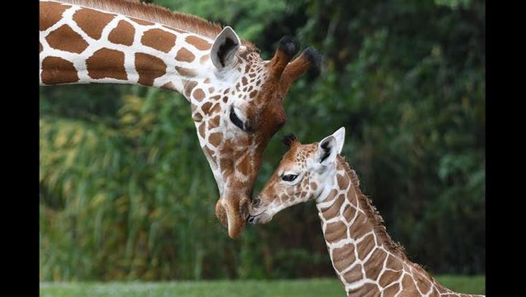 d1a00d29-giraffe_1480852951066.jpg