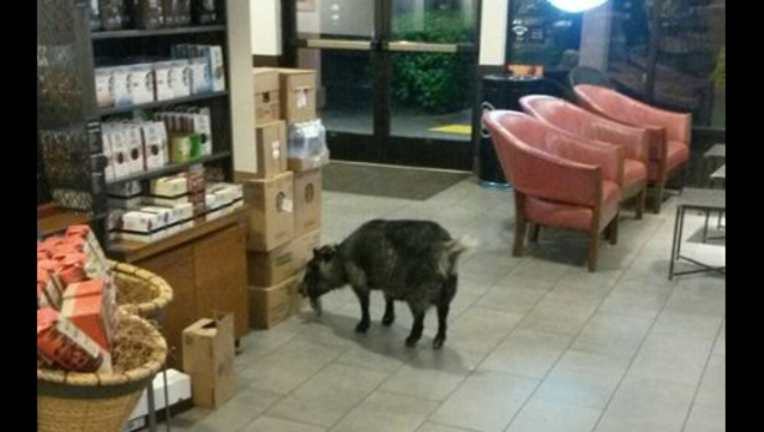 64d7d3ce-goat_1460391290560-405538.PNG