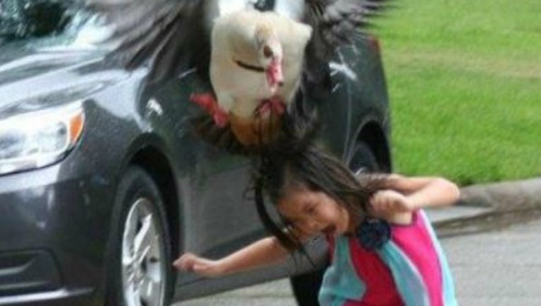 9a2a6952-goose 3_1462387202658-404959.jpg