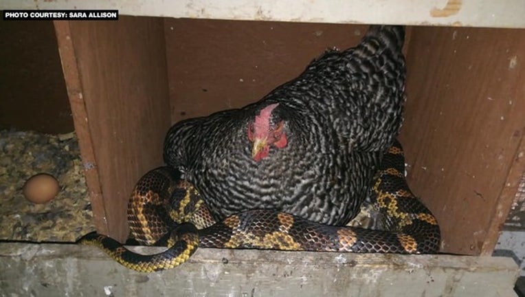 5415907d-hen caught sitting on snake WEB_1535296983271.png.jpg