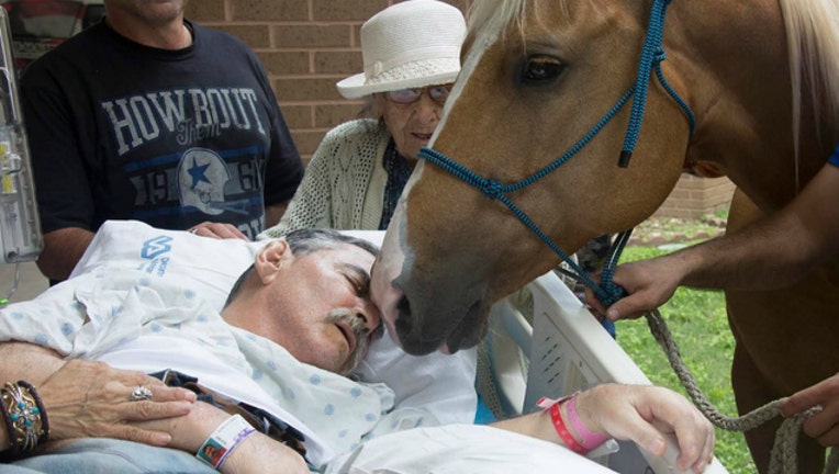 0b2106e3-horse_1464036450690-404023.jpg
