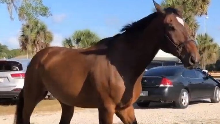 582362dd-horsey for web_1560432484364.png.jpg