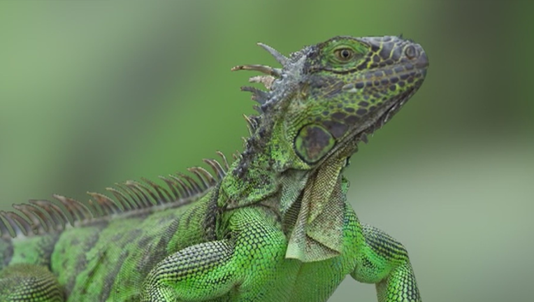 12dc8e6b-iguana_1562164519517.png