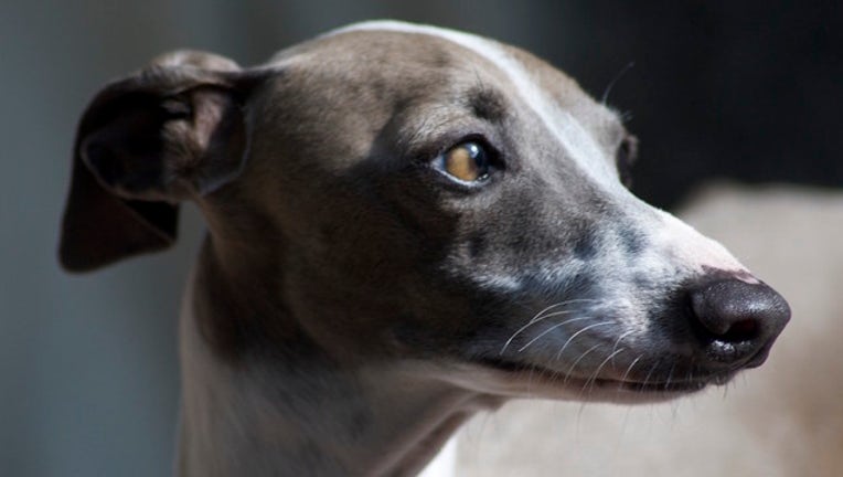 4ff01fff-italian-greyhound_1467558607896-404023.jpg