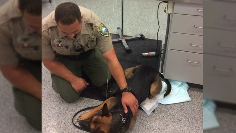 3bf7c7fa-k9 exposed_1534097954745.png.jpg