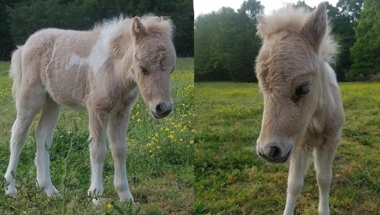 c8a4cb0a-kate fowler nichols_stolen horse_061319_1560448843233.png.jpg