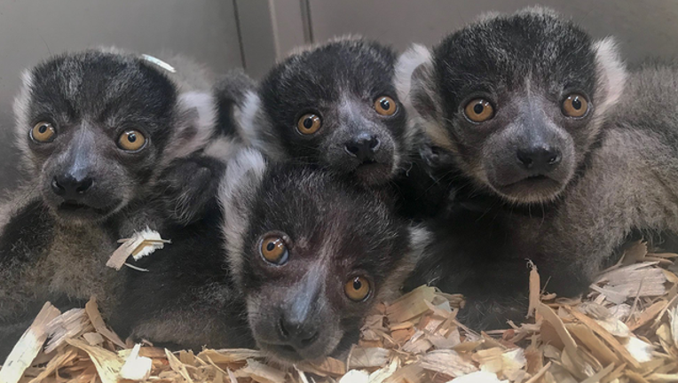 09dcdfb9-lemurs_1559217305379.png