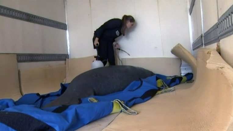 1d83e7af-manatee-miami-seaquarium_1485487852461.jpg