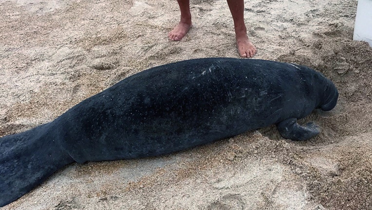 8c368195-manatee-washes-ashore-NSB_1519704057181.jpg