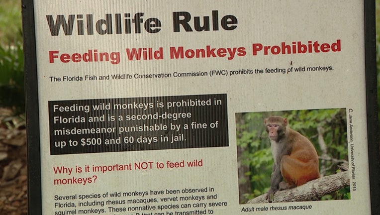 Monkeys in Florida include macaques, squirrel and vervet species