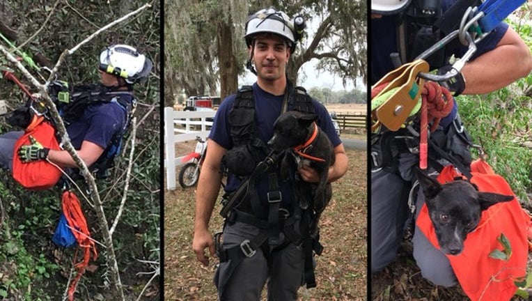 4749ebc8-mcfr dog saved web_1516642925489.png.jpg