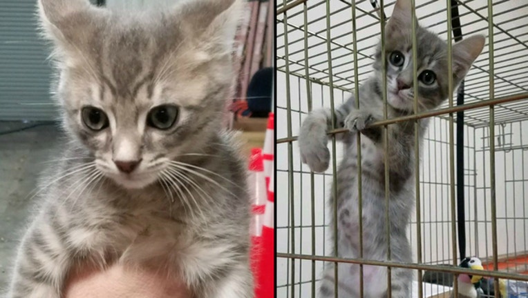 f8c0fbc0-mco kitten_1511916076833.jpg