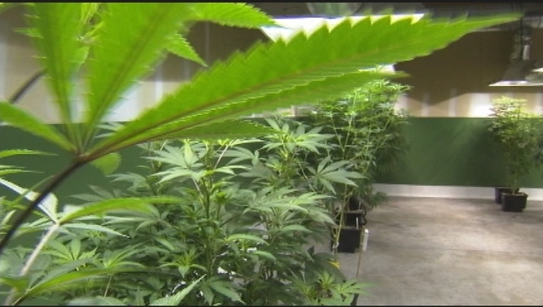 medical-marijuana_0000_1478578525080.jpg