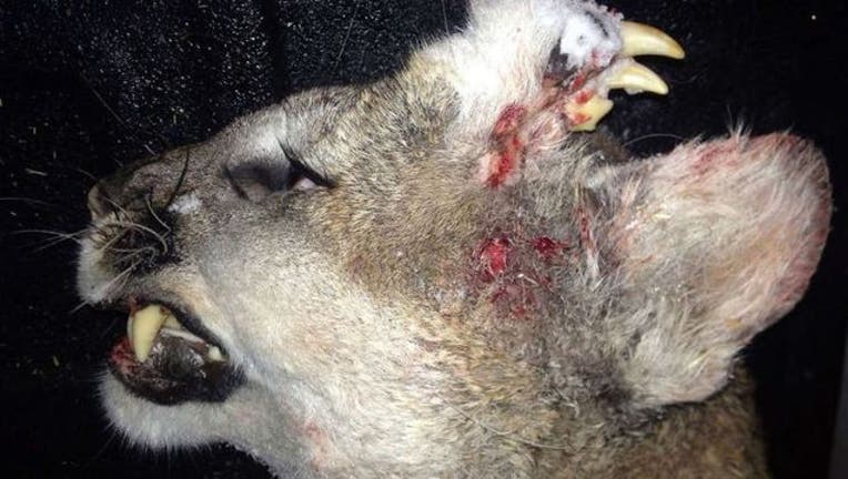 34aa1bbb-mountain-lion-deformity_1452445358778-404023.jpg