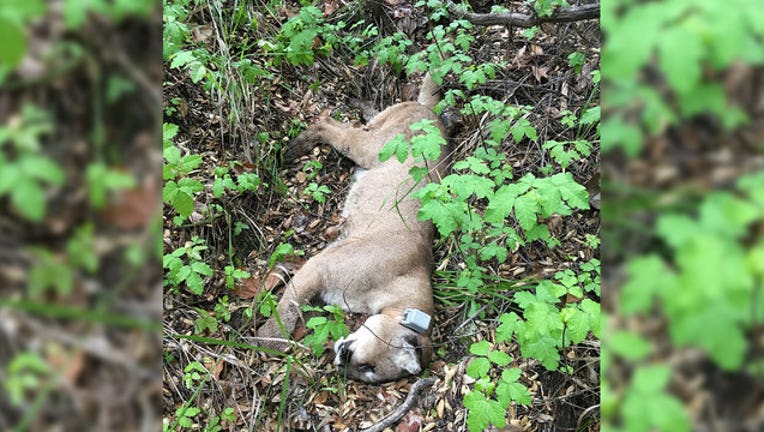 450a64c8-mountain-lion-found-dead_1556657151083-407068.jpg