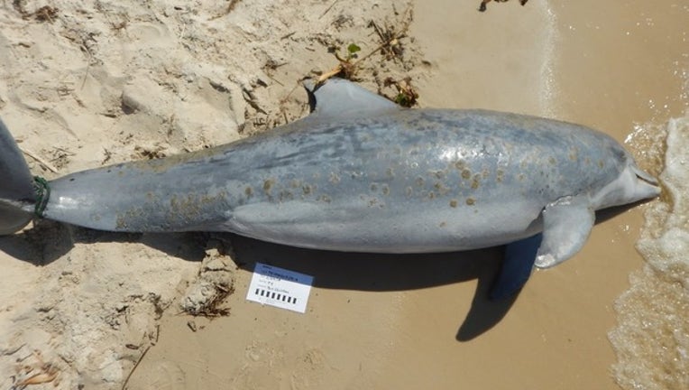 dfff2543-noaa fisheries_dolphin stranding_061719_1560768485472.png.jpg