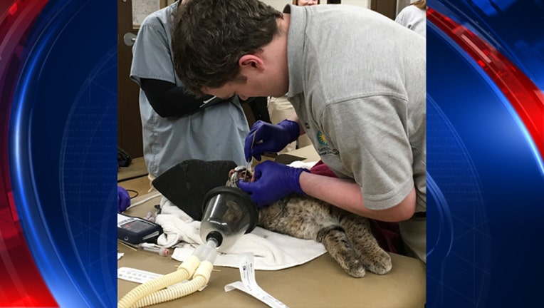 0db0a4ac-ollie bobcat is ok-401720