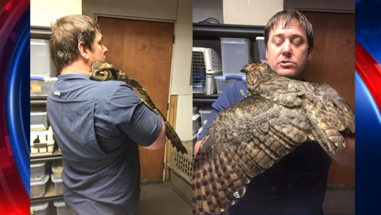 0a33d939-owl hug_1465420515483-409650.png