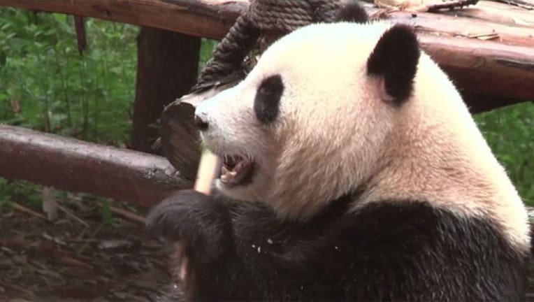 789ef62a-panda-china_1473078857124-402970.jpg