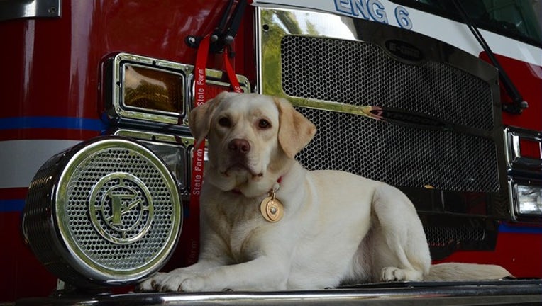 4f8e12d8-petco arson dog_1526920723393.png.jpg