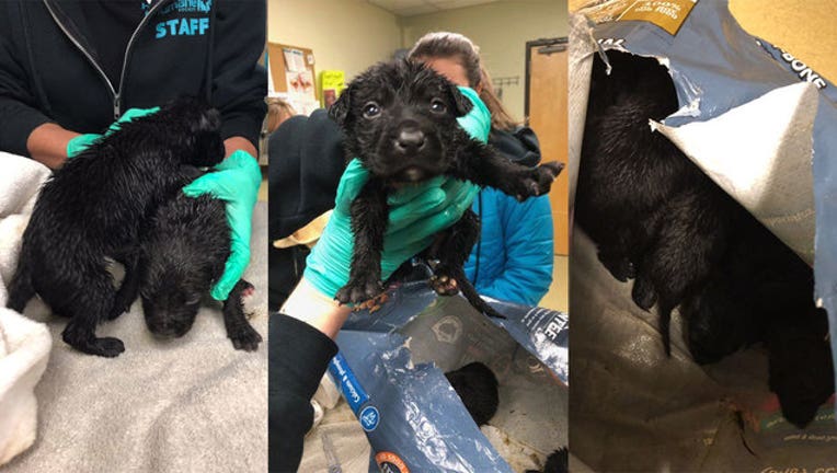 5d0bf853-puppies-abandoned-in-plastic-bag_1549057458598-407068.jpg