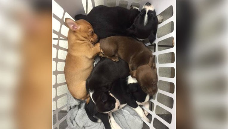 b846f7aa-puppies_1464632200969-401385.jpg