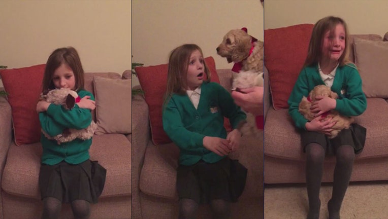 7ec033d7-puppy-surprise_1481897925241-65880.jpg