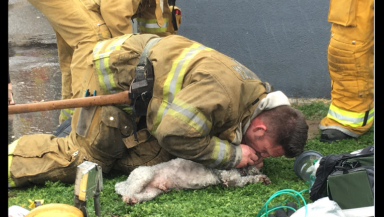 6b78bfeb-dog rescue_1490374235310-407068.PNG