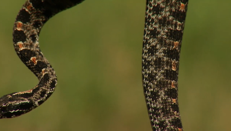 6bb2f9f7-rattlesnake_1493162703336.png